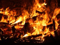 В Тверской области сожгли более 40 трупов павших от голода коров - Новости ТИА