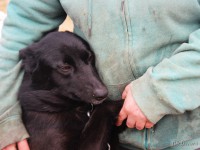 Зоозащитники просят помощи для 300 собак в бежецком приюте "Новая жизнь" - Новости ТИА