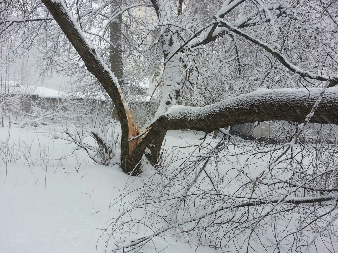 Ночью на мокрые деревья упал снег сравнение