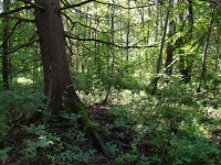 В Тверской области  997 особо охраняемых природных территорий  - новости ТИА
