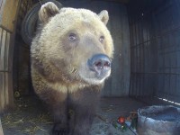 Медвежонок Мансур - житель аэродрома в Тверской области - вышел из зимней спячки - Новости ТИА