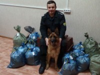 Служебные собаки тверской таможни обнаружили крупную партию наркотиков  - Новости ТИА