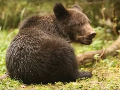 Биологи показали, как медвежата из "младшей группы" лакомятся яблоками - новости ТИА