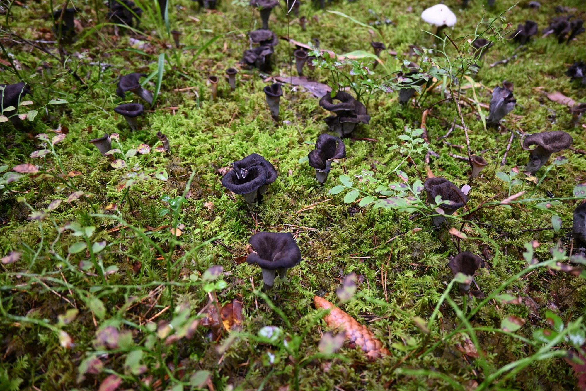 Ведьмин гриб где растет. Гриб Ведьмин котелок. Гриб Крымский Ведьмин. Черные грибы в лесу. Чёрные грибы в на Полянах.
