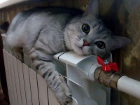 Теплоснабжение в мкр "Южный" Твери полностью восстановили к полуночи 16 января - Новости ТИА