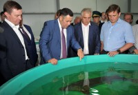 В Конаковском районе открыли цех, в котором будут производить малька и молодь осетровых рыб до 1,2 млн штук в год - Новости ТИА