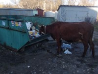 В Вышнем Волочке коровы питаются на помойках - новости ТИА