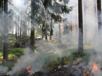 В Тверской области пожарные потушили горящую лесную подстилку - новости ТИА