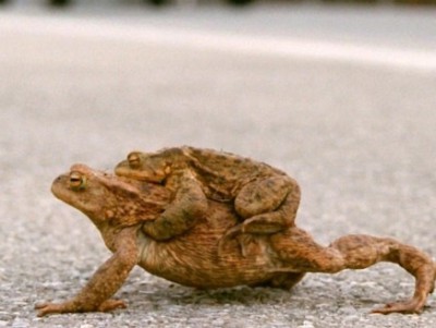 Биологи центра "Ромашка" напомнили, что приближается время "двуглавых" лягушек - Новости ТИА