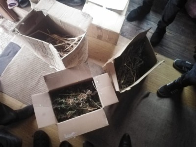 Житель Большой Коши хранил дома 1,8 кг конопли - Новости ТИА