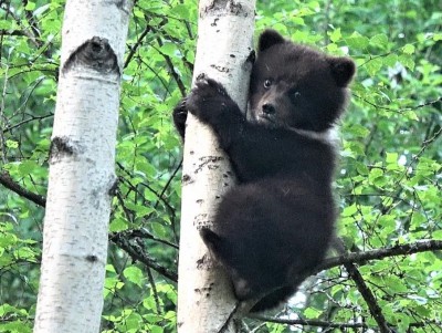В центре спасения медвежат-сирот в Тверской области пополнение - новости ТИА