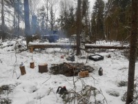 В Тверской области бригада "черных" лесорубов напилила деревьев на 1 млн 160 тысяч рублей - новости ТИА