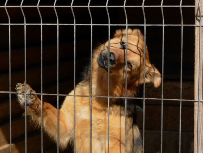 На кашу собакам приюта в Бежецке за 12 дней осталось собрать 50 000 рублей - новости ТИА