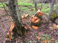 В Тверской области против мужчины, который срубил 75 деревьев, возбудили уголовное дело - Новости ТИА