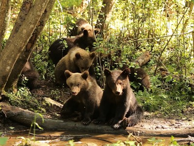 В Тверской области 18 медвежат пошли купаться в озеро - новости ТИА