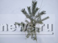 В выходные тверичан ждут умеренные морозы и снег - Новости ТИА