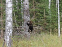 В Тверской области двух девятимесячных медвежат выпустили в дикую природу - Новости ТИА