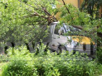 В Твери дерево упало на "Газель" - Новости ТИА
