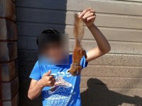 Конаковские дети запостили "шуточные" фото с мёртвой белкой - Народные Новости ТИА