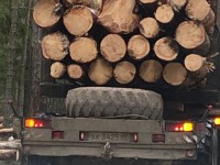 Полиция не нашла нарушений в вырубке леса в Протасово - новости ТИА