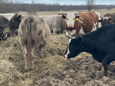 В региональном минсельхозе опровергли информацию о смерти коров на ферме - новости ТИА
