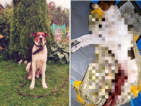 В Кимрах отказались возбуждать уголовное дело по факту гибели хозяйского пса Дени - Новости ТИА