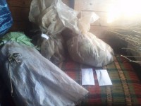 В Тверской области задержан 41-летний мужчина, который сам выращивал коноплю и изготавливал из неё наркотики - Новости ТИА