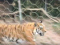 Хозяин знаменитого Барсика с трассы М-10 опубликовал видео, как тигр обосновался в зоопарке - новости ТИА