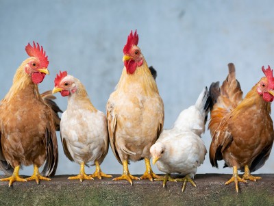 В Тверской области запретили продавать домашних кур из-за птичьего гриппа  - новости ТИА