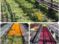 В оранжереях МБУ «Зеленстрой» развесили ловушки на цветочного трипса - Новости ТИА