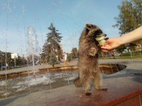 В городе Конаково у фонтана енота угощали мороженым - Новости ТИА