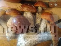 Настало время "тихой охоты": как правильно собирать и готовить грибы - Новости ТИА