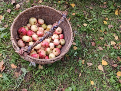 Овощи, яблоки и сметана подешевели за неделю в Тверской области - новости ТИА