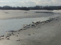 В реке Молога Тверской области снова погибла рыба - новости ТИА