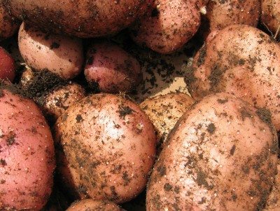 Опасен ли картофель с зелёными пятнами: как правильно выбрать картошку - Новости ТИА