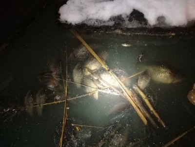 В реке Лазурь погибла рыба - Народные Новости ТИА