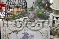 Гадание с любознательными крысами: живые символы 2020 года сделали предсказания для Твери - новости ТИА