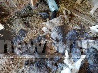 В Тверской области мистический зверь рвёт металлические клетки и убивает домашних животных - местные подозревают чупакабру - Новости ТИА