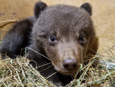В Центр спасения медвежат в Тверской области привезли еще двух сирот - Новости ТИА