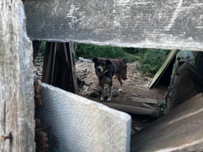 Жительница Твери рассказала о "концлагере для собак" в Калининском районе - Новости ТИА