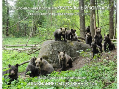 Объявлено голосование за проект Пажетновых по спасению медвежат  - Новости ТИА