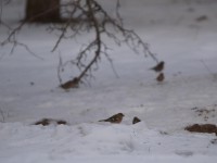 В заповеднике Тверской области зимуют зяблики, которые должны улететь на юг - новости ТИА