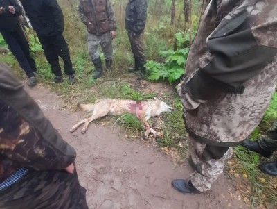 В Тверской области напавшая на человека волчица оказалась бешеной - Новости ТИА