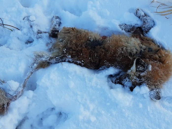 на фото убитая лиса из Кашина