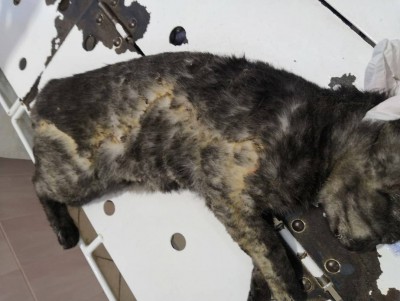 Во Ржеве живодёр пытал и покалечил домашнюю кошку   - новости ТИА