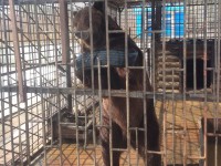 Содержание двух медведей на заправке под Вышним Волочком проверит прокуратура  - новости ТИА