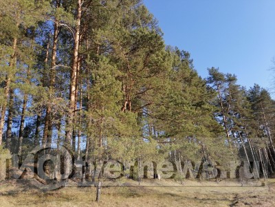 В Тверской области дополнительно закупят оборудование для охраны лесов от пожаров  - Новости ТИА