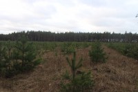 В Тверской области вырастили 28 млн сеянцев для восстановления лесов - Новости ТИА