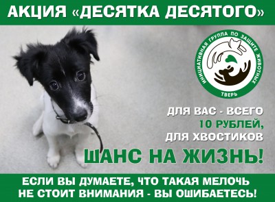 В Твери проходит благотворительная акция "Десятка десятого" в помощь животным - Новости ТИА