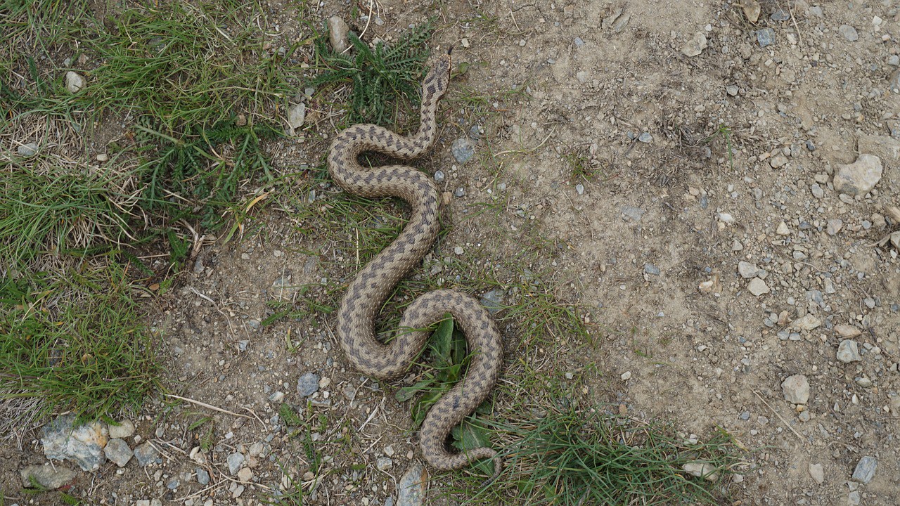 Ядовитые змеи Пензенской области